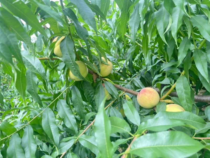 平武县响岩镇白花桃，脆甜多汁，现摘鲜桃自产地。