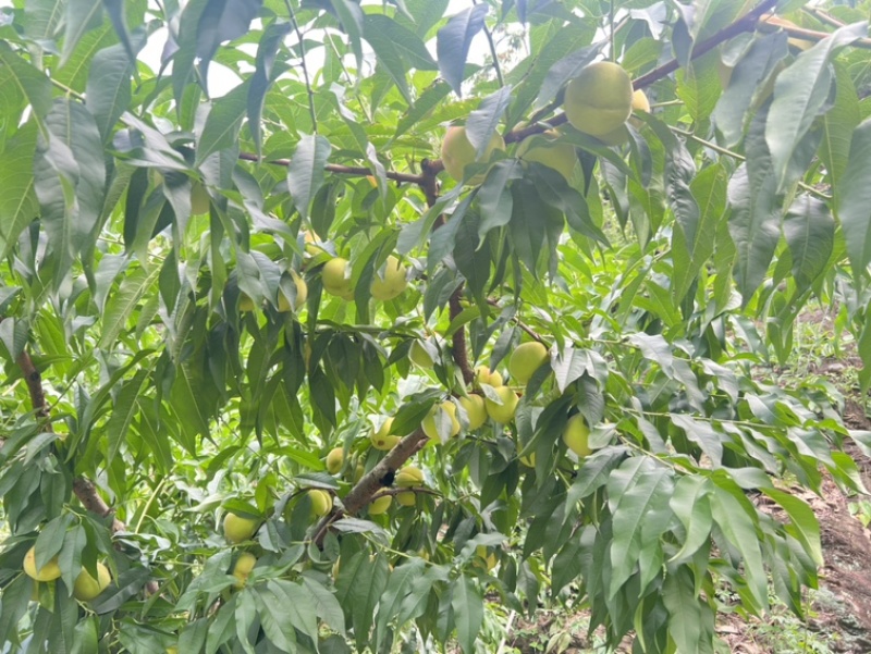 平武县响岩镇白花桃，脆甜多汁，现摘鲜桃自产地。