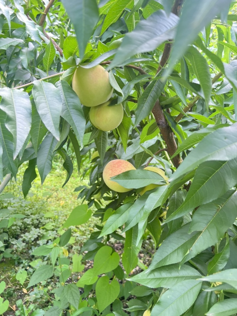 平武县响岩镇白花桃，脆甜多汁，现摘鲜桃自产地。