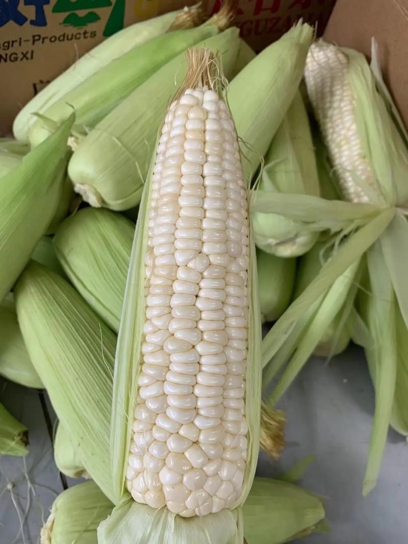 新鲜白糯玉米大量上市，产地直发，品质保证，量大从优