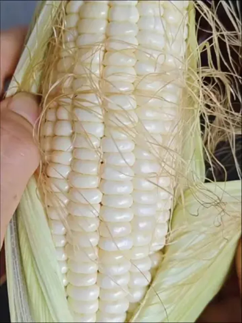 新鲜白糯玉米大量上市，产地直发，品质保证，量大从优