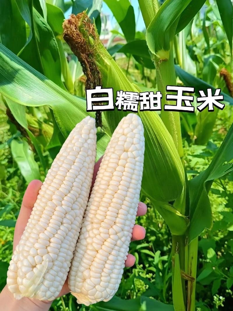 新鲜白糯玉米大量上市，产地直发，品质保证，量大从优
