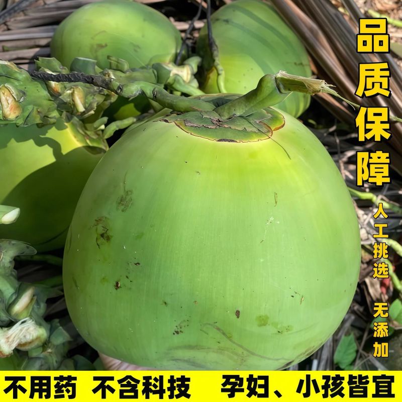 海南文昌椰子（地标农产品）青椰大果中果6个装一件代发