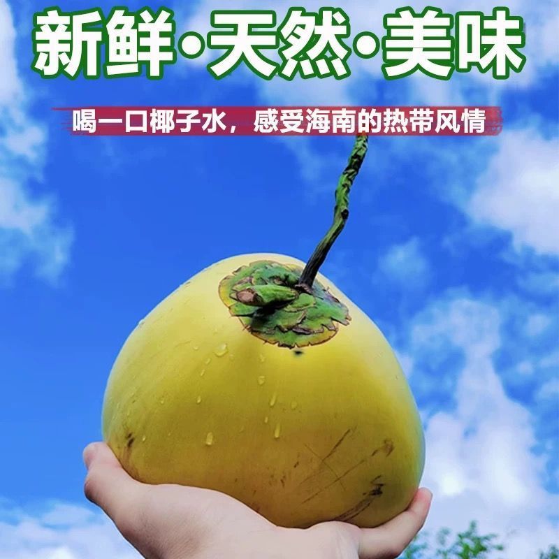 海南文昌椰子（地标农产品）青椰大果中果6个装一件代发