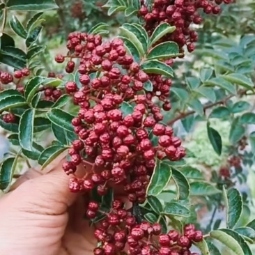 特级大红袍鲜花椒