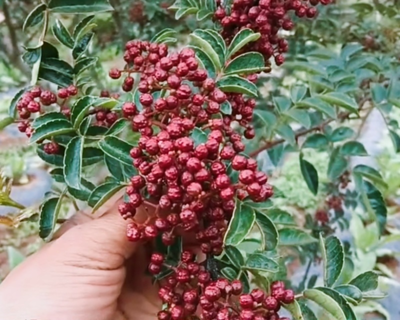 特级大红袍鲜花椒