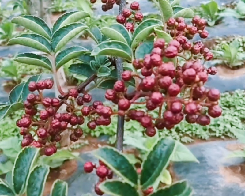 特级大红袍鲜花椒