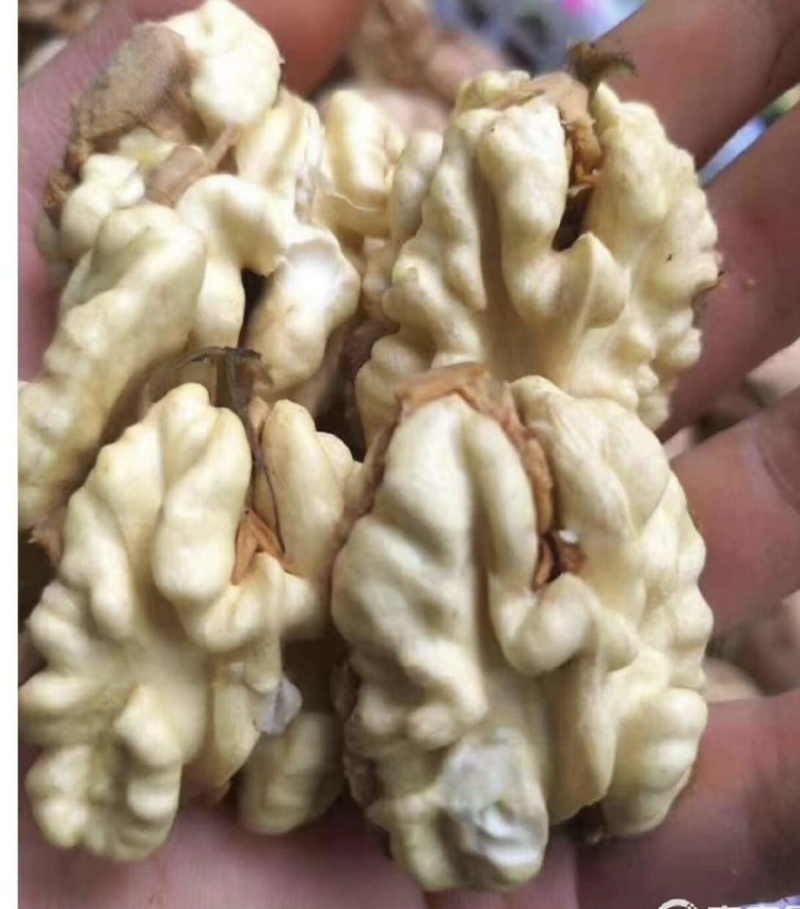 青皮核桃（原产地直发）