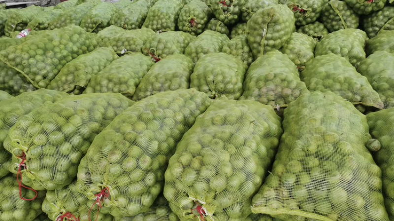 青皮核桃（原产地直发）
