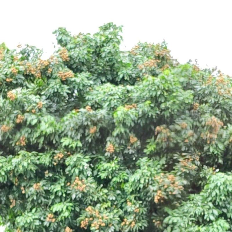 龙眼大量供应