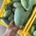 百色桂七大量上市支持全平台线上线下一件代发