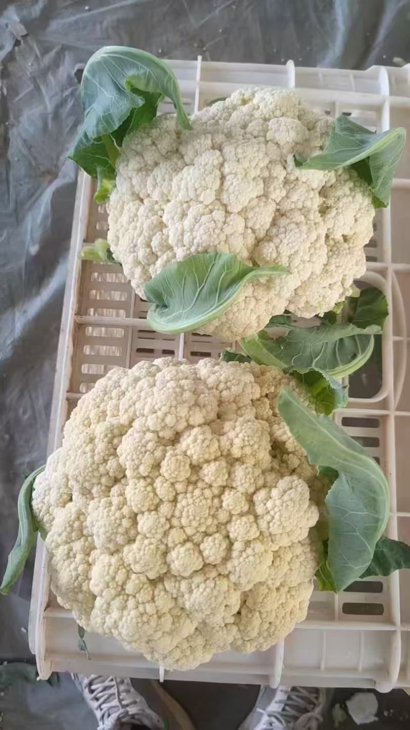 菜花产地代发，质量好，价格低！