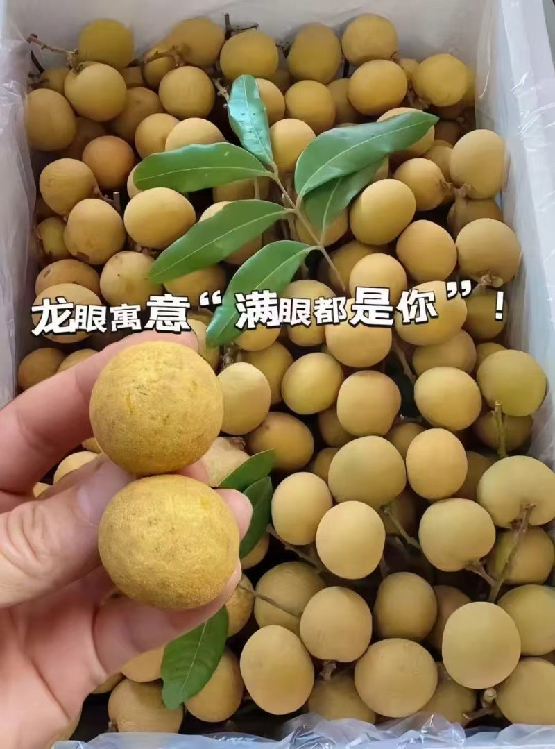 广东茂名储良龙眼果大肉厚一级果产地直发全国发货
