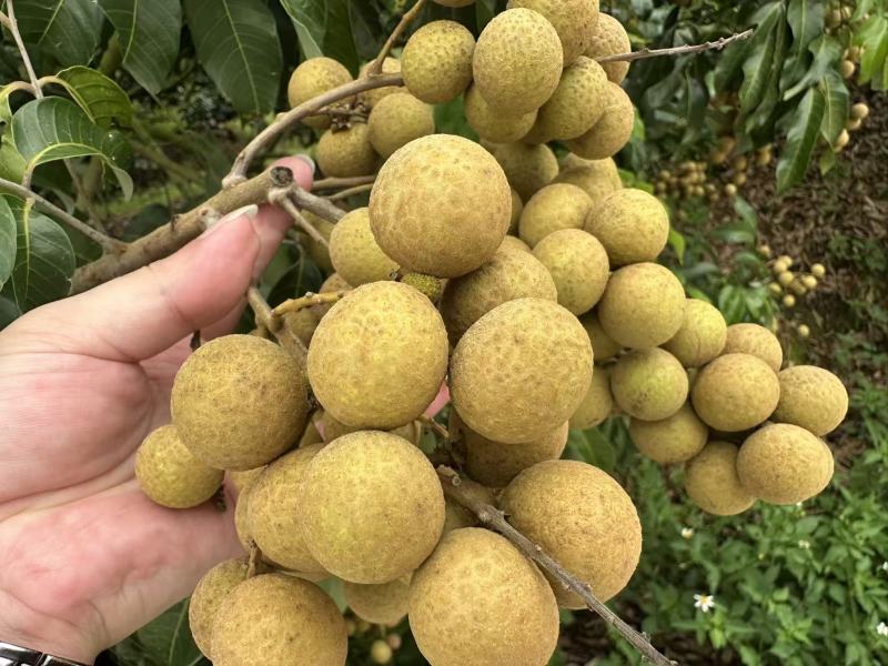 广东茂名储良龙眼果大肉厚一级果产地直发全国发货