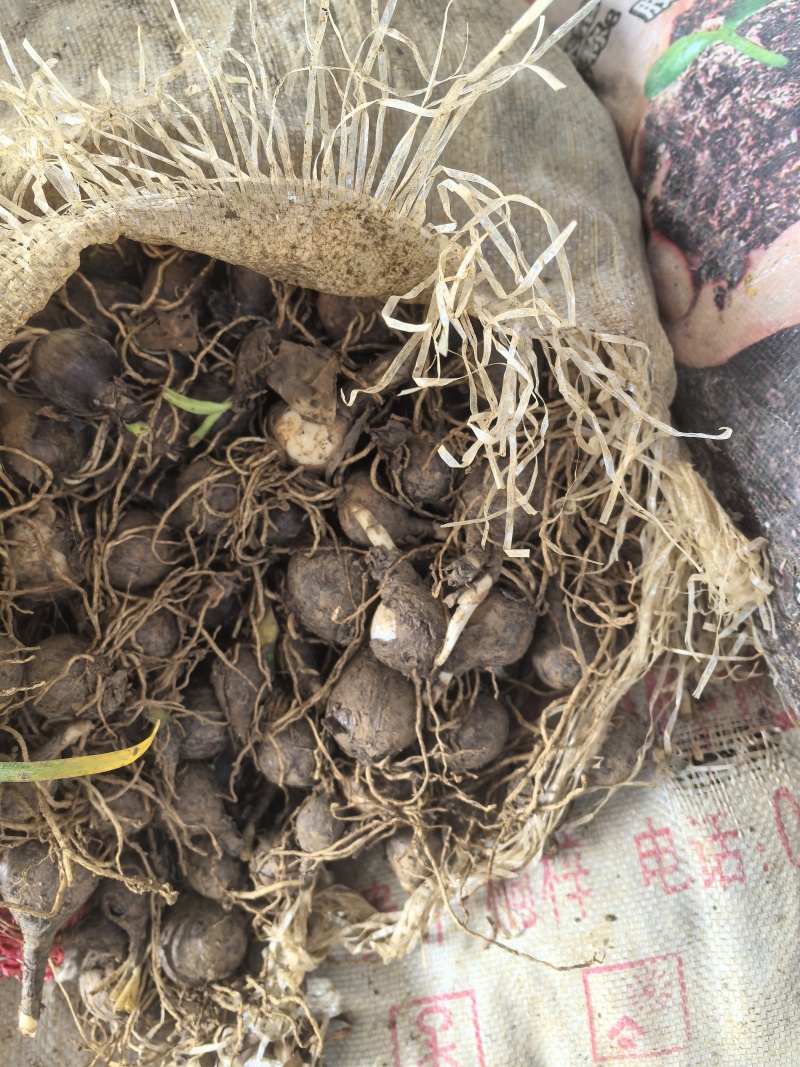 红花石蒜石蒜工程用苗庭院绿化苗一手货源量大从
