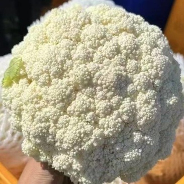 菜花产地代发，质量好，价格低！