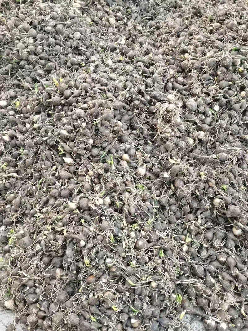 石蒜红花石蒜庭院绿化工程用苗量大从优一手货源