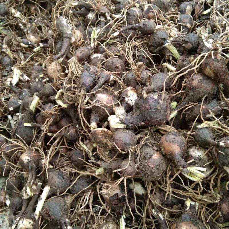 石蒜红花石蒜黄花石蒜工程用苗庭院绿化量大从优