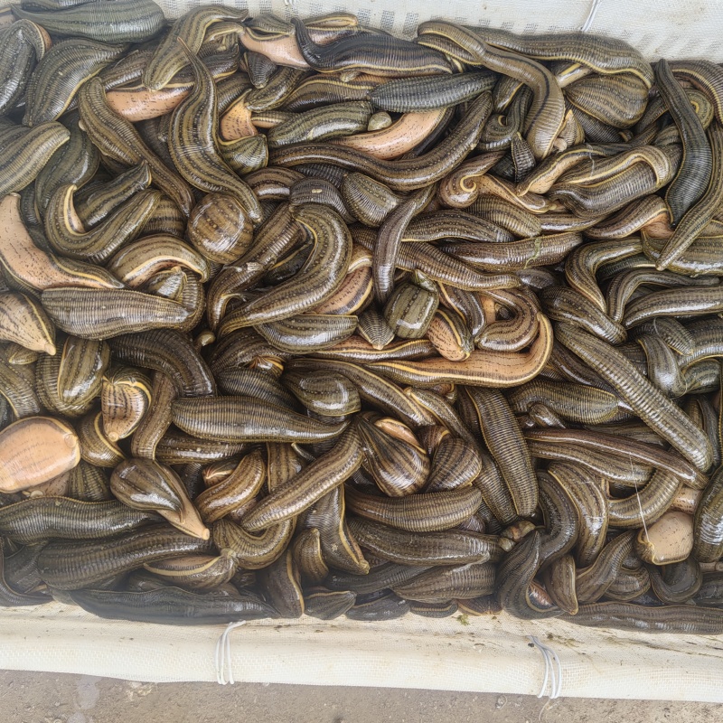 宽体金线蛭清水吊干
