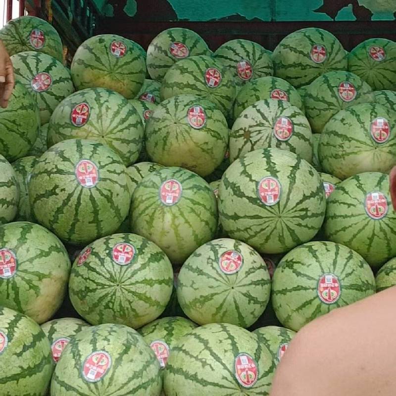 胶北8424西瓜