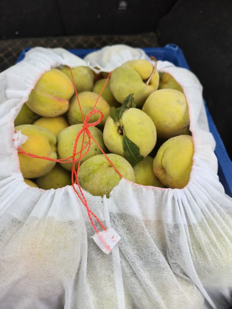 83黄桃黄金冠罐头果多种黄桃加工果量大从优