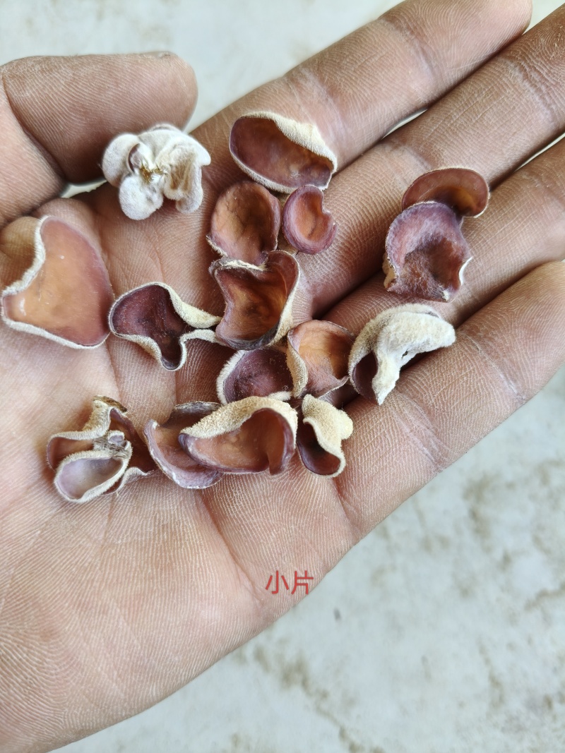 粉木耳贵妃木耳红木产地分大片中片小片**分级货