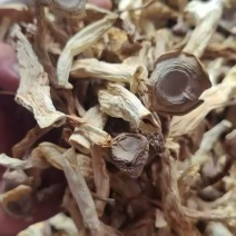 鹿茸菇干鹿茸菇商用A级鹿茸菇