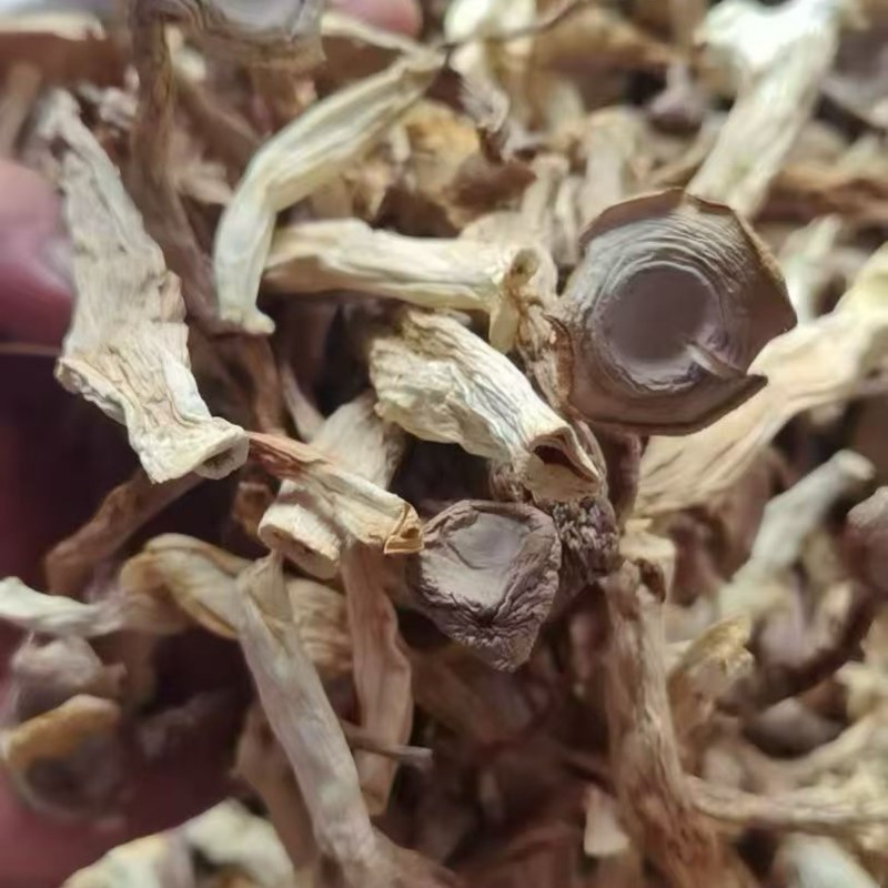 鹿茸菇干鹿茸菇商用A级鹿茸菇