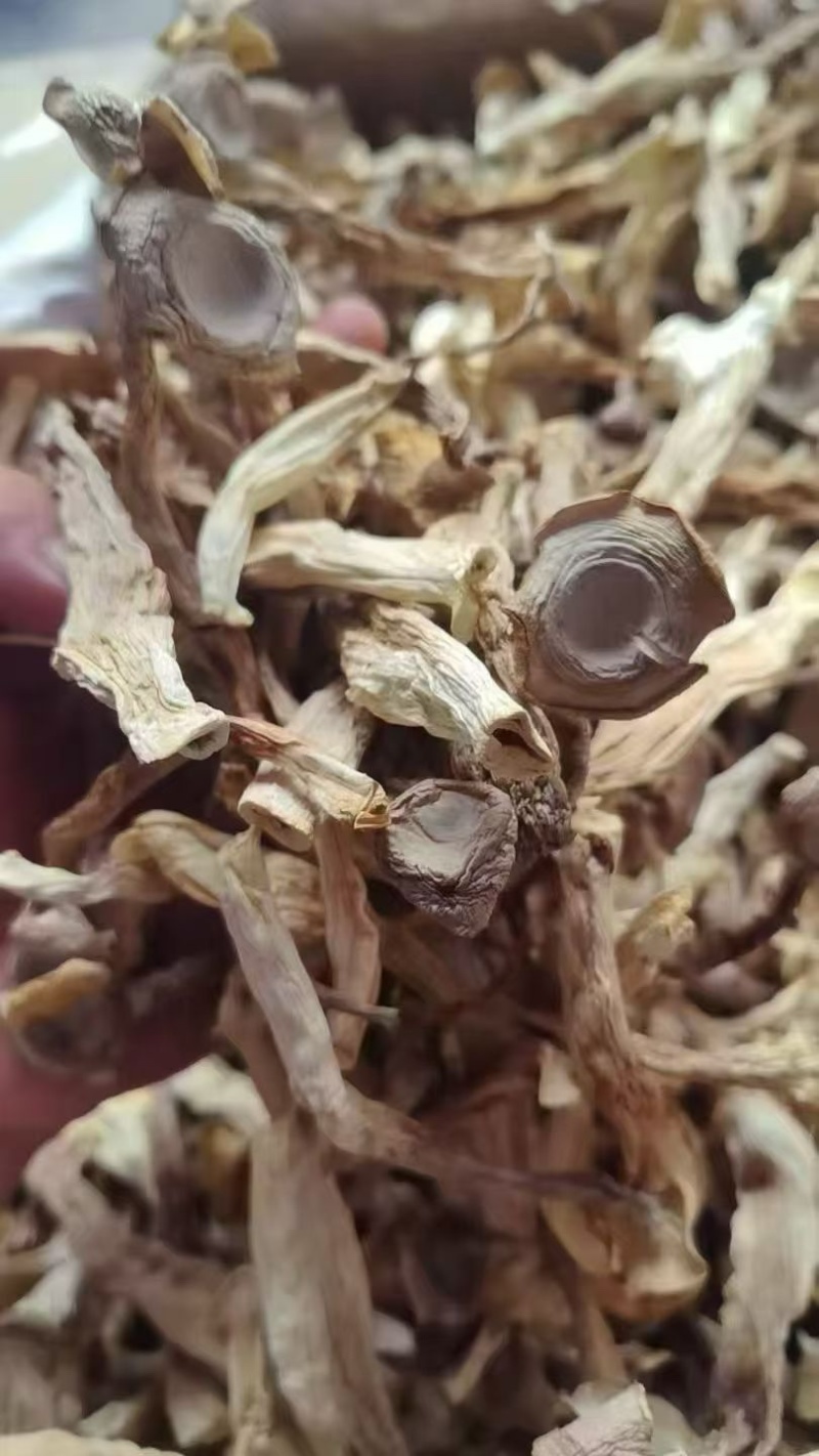 鹿茸菇干鹿茸菇商用A级鹿茸菇