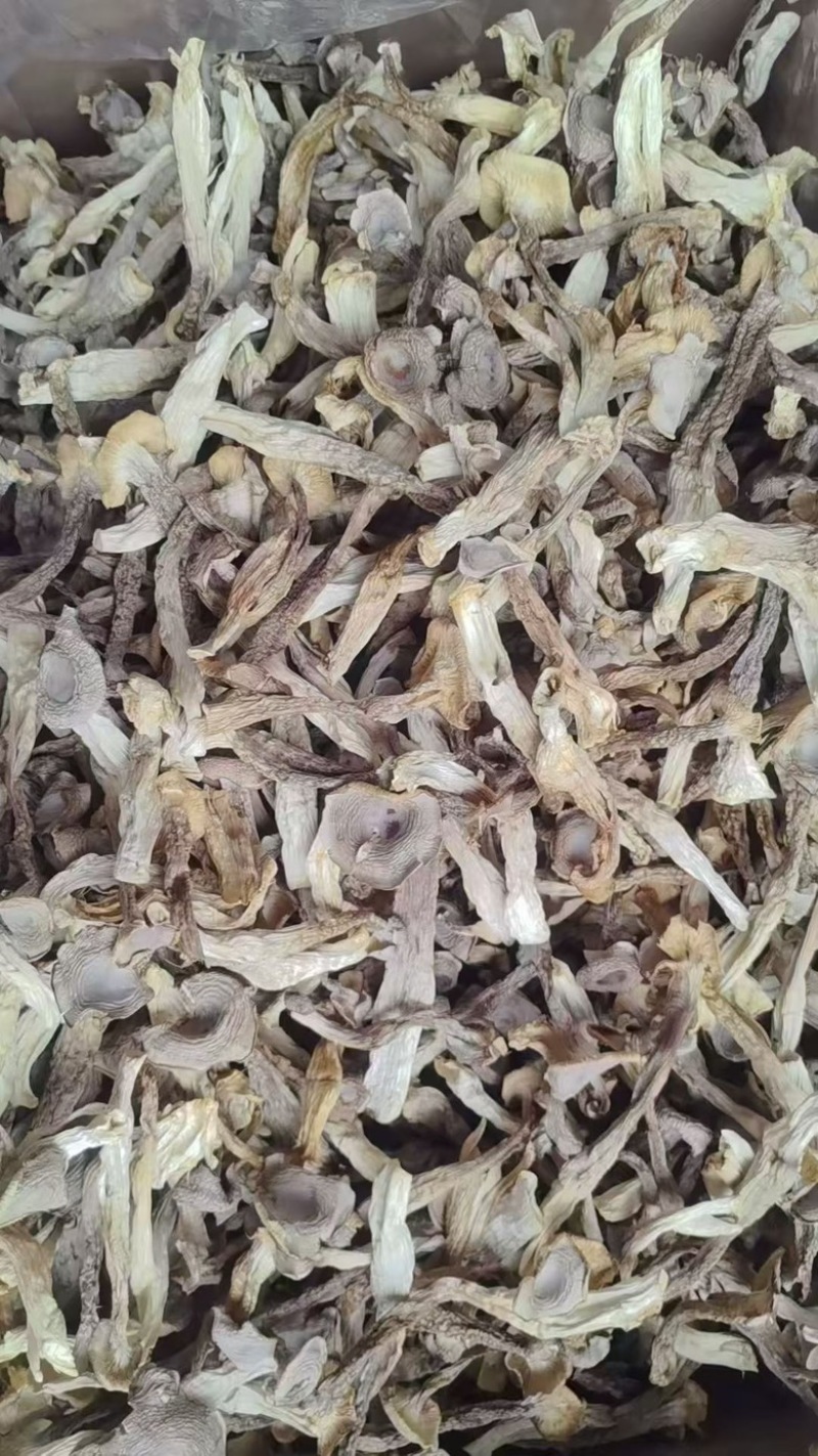 鹿茸菇干鹿茸菇商用A级鹿茸菇