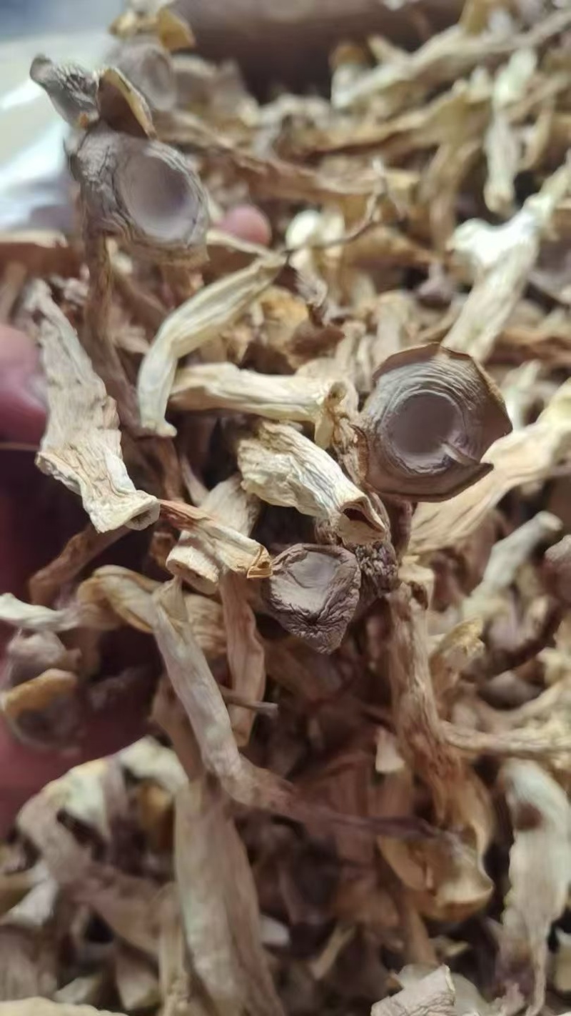 鹿茸菇干鹿茸菇商用A级鹿茸菇