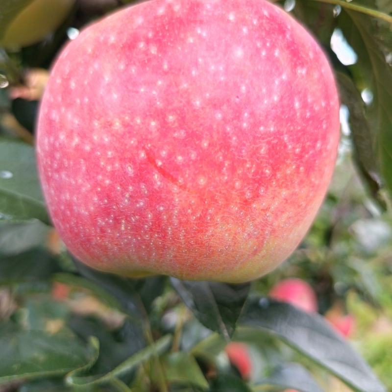 鲁丽