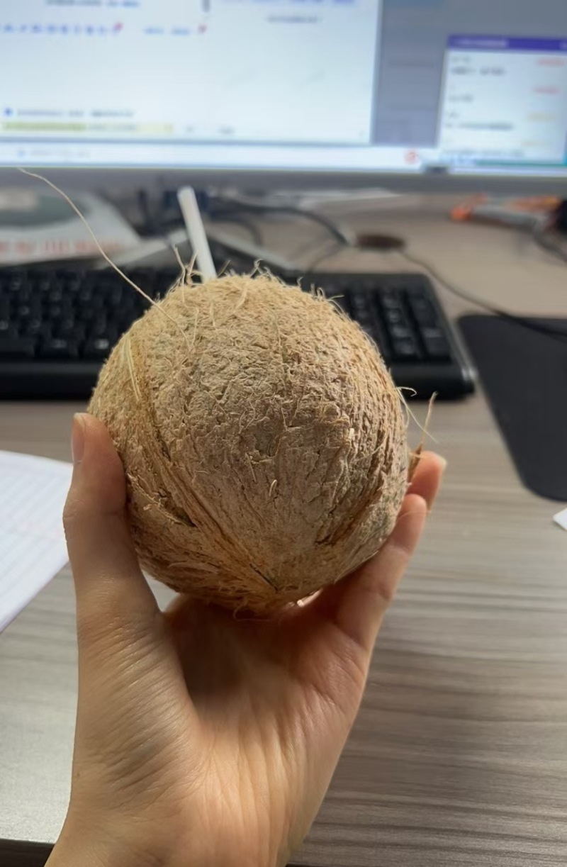 海南文昌老毛椰（地标农产品）4个装。6个装。一件代发。