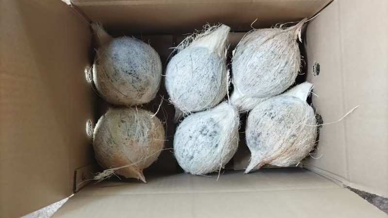 海南文昌老毛椰（地标农产品）4个装。6个装。一件代发。