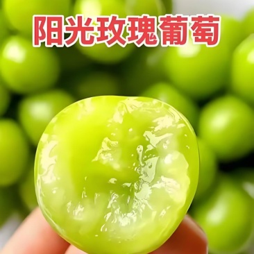 阳光玫瑰