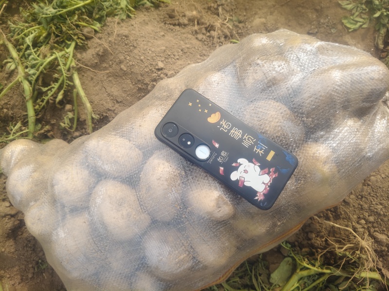 大量出售马铃薯