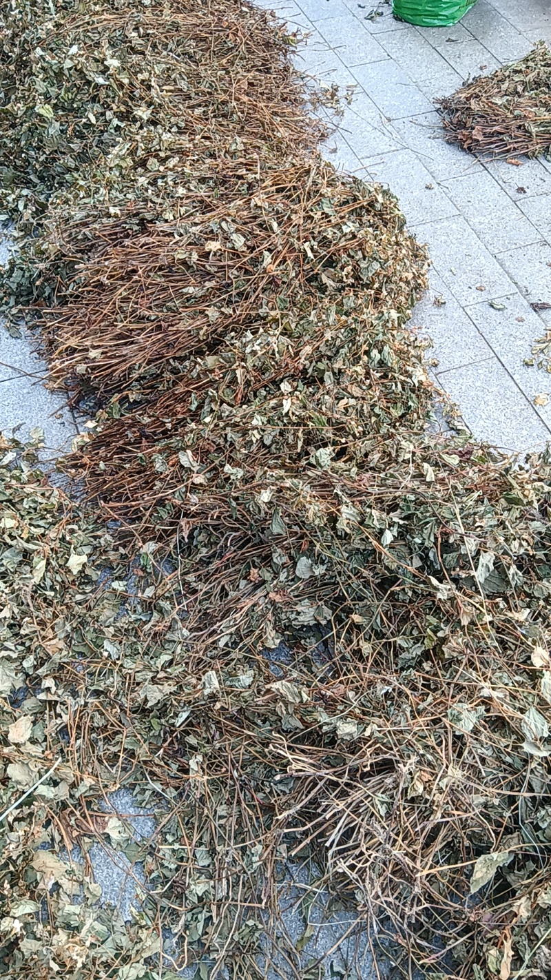 鱼腥草，药用鱼腥草，荒山野岭的鱼腥草。