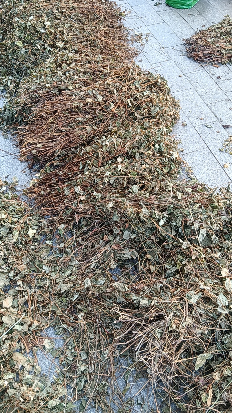 鱼腥草，药用鱼腥草，荒山野岭的鱼腥草。