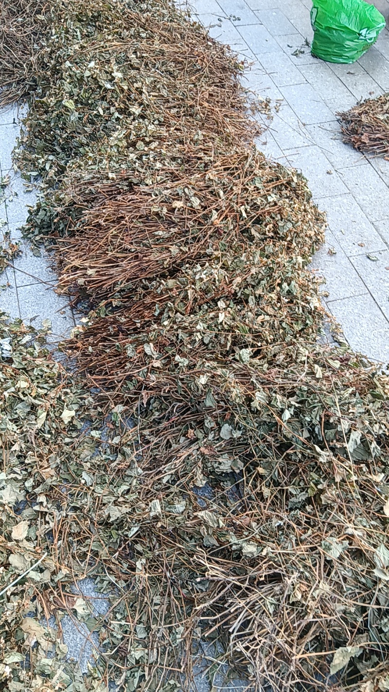 鱼腥草，药用鱼腥草，荒山野岭的鱼腥草。