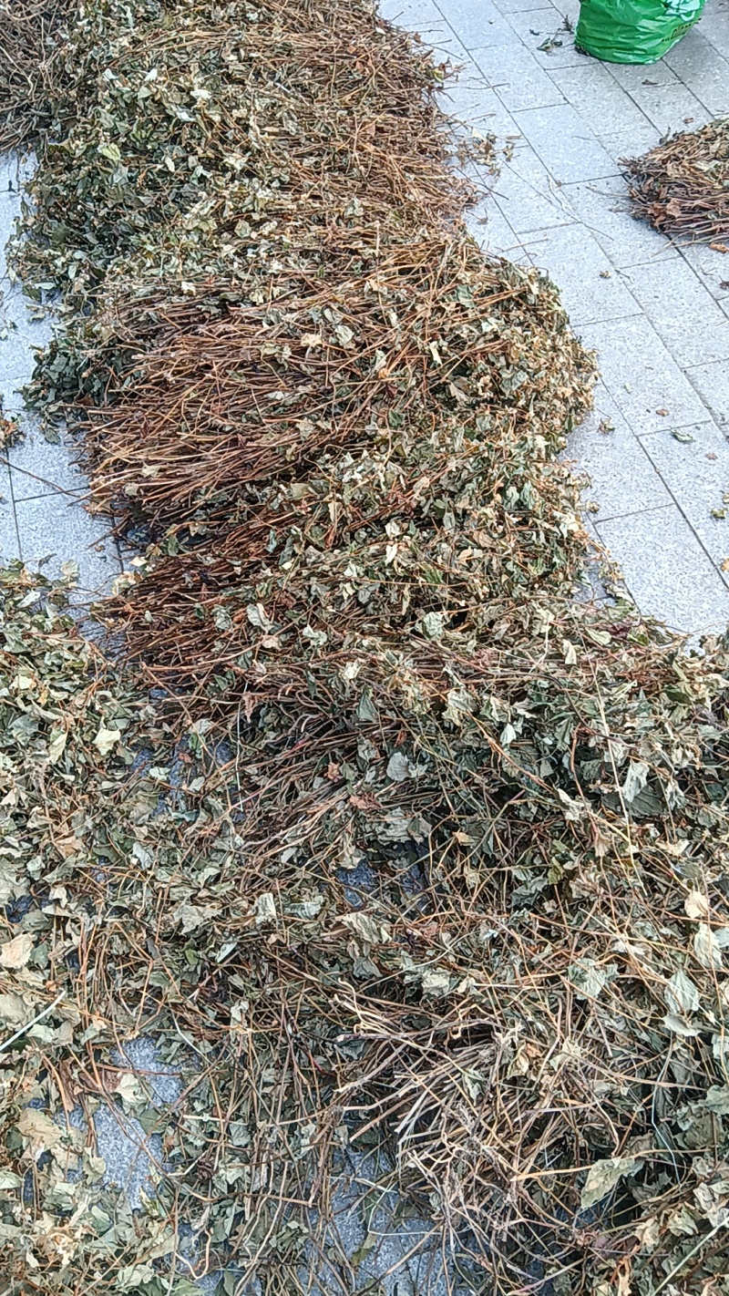 鱼腥草，药用鱼腥草，荒山野岭的鱼腥草。