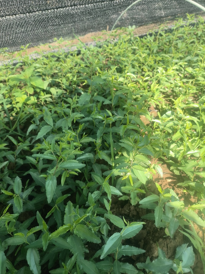 杯苗酸枣需要酸枣苗的朋友联系我可代发