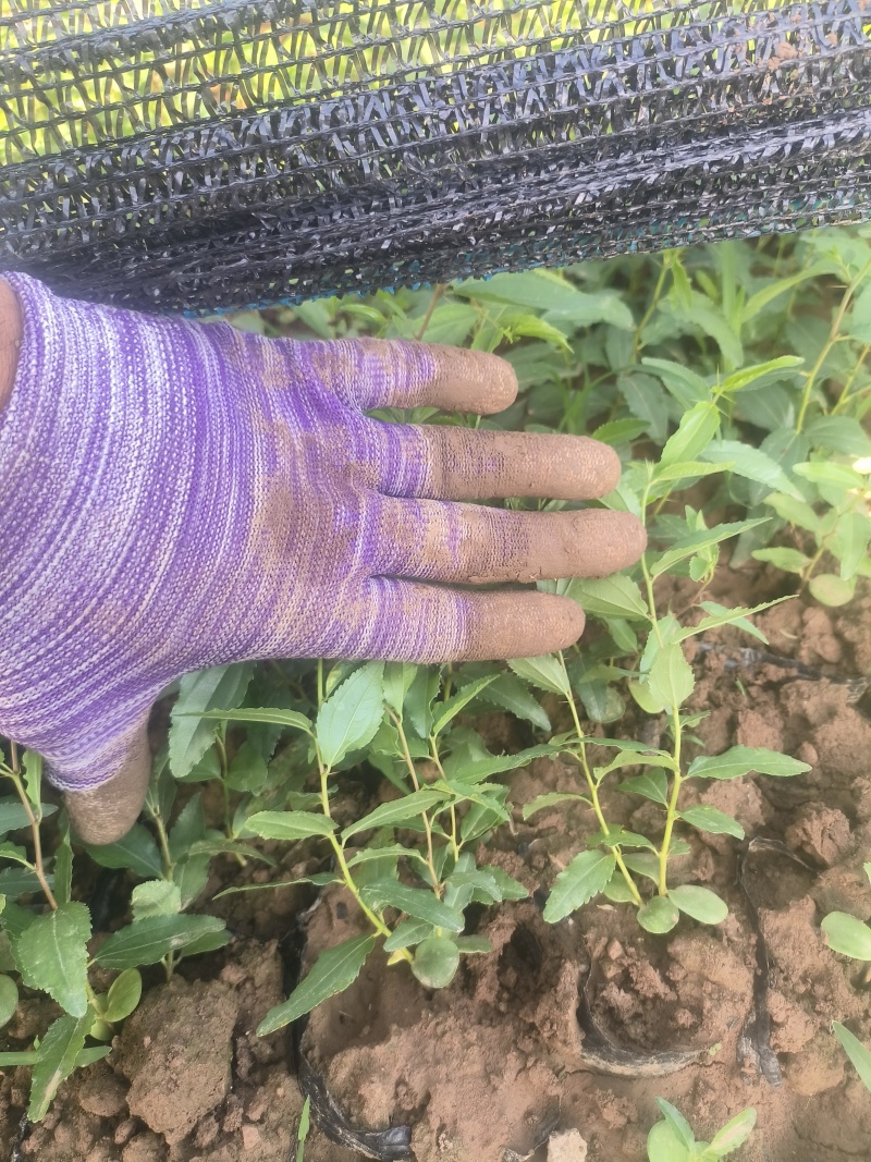 杯苗酸枣需要酸枣苗的朋友联系我可代发