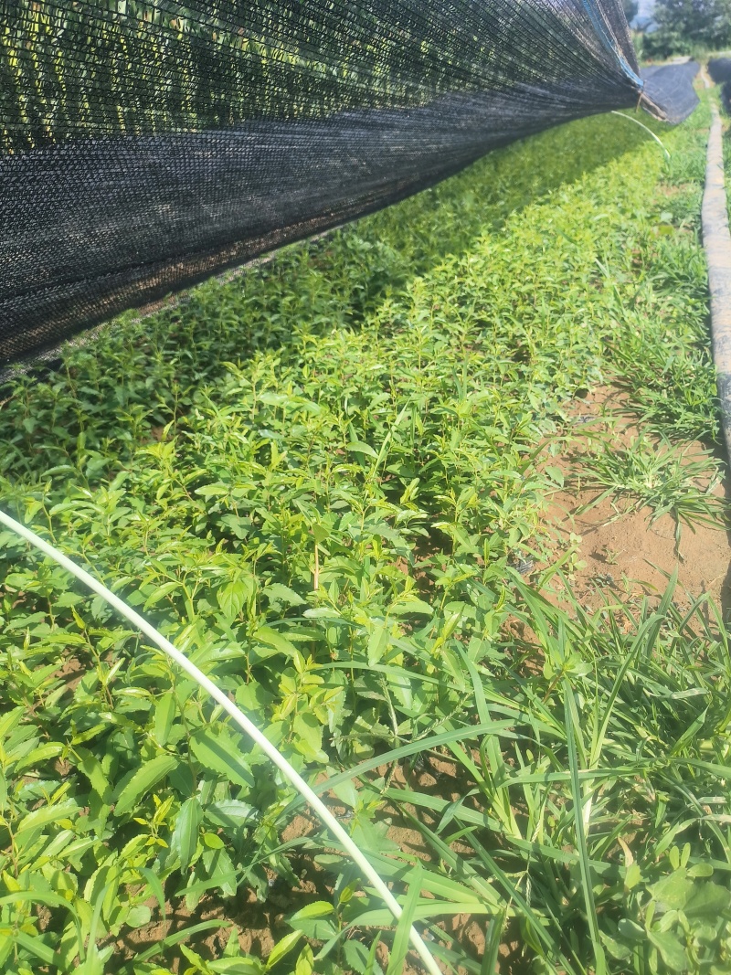 杯苗酸枣需要酸枣苗的朋友联系我可代发