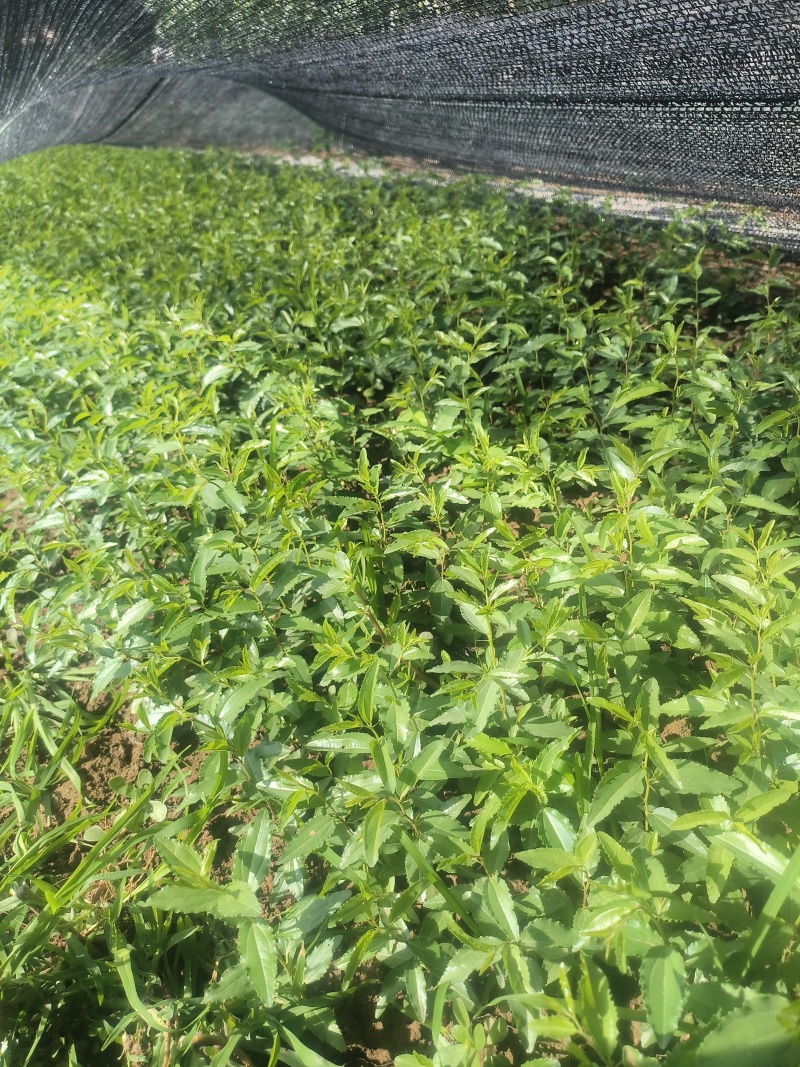 杯苗酸枣需要酸枣苗的朋友联系我可代发