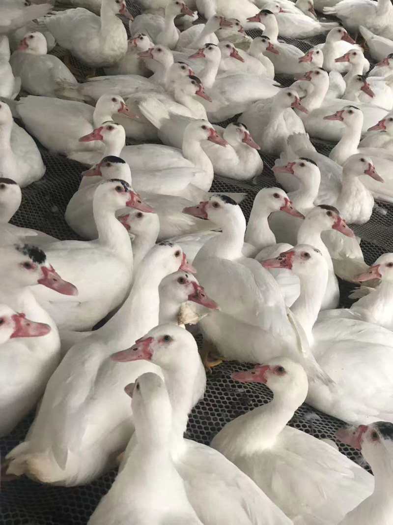 白番鸭