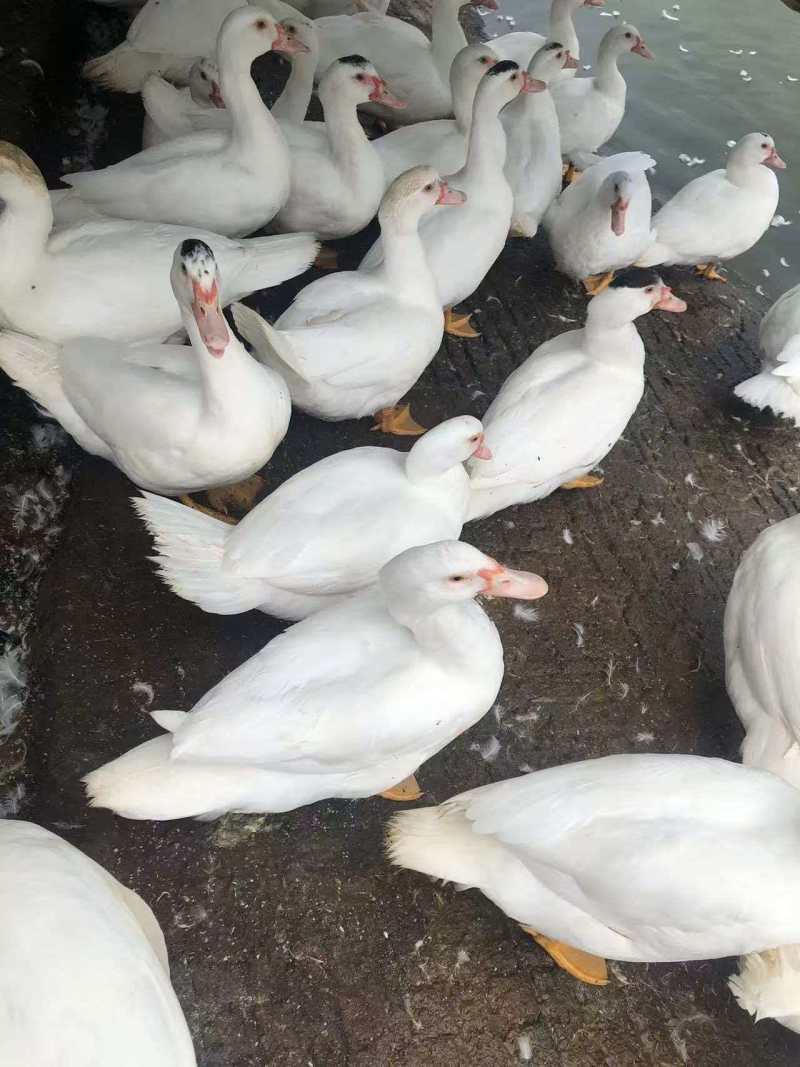 白番鸭