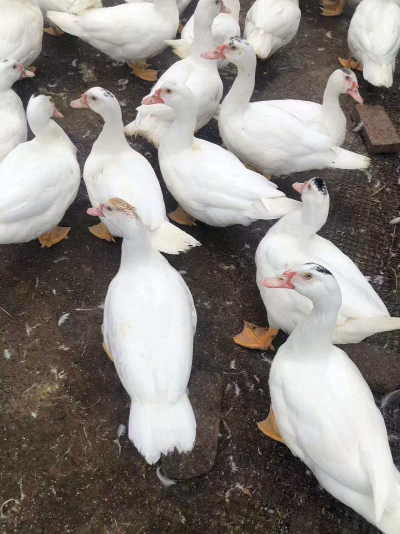 白番鸭