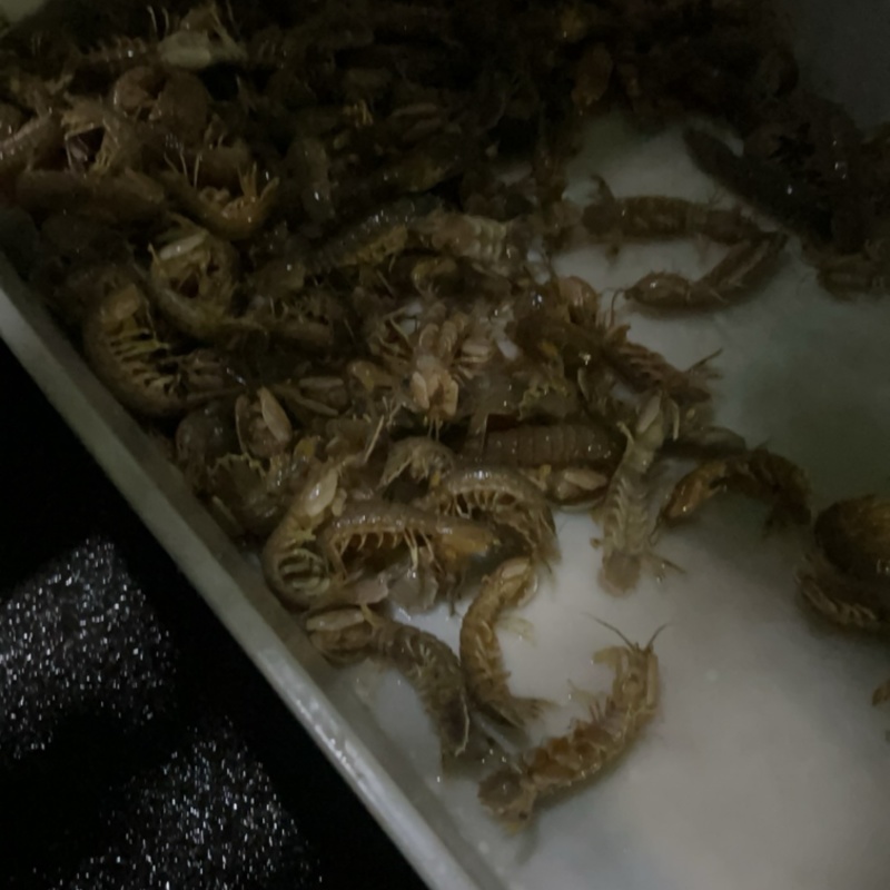 皮皮虾跟我走一起去找蓝朋友