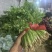 精品香菜山东产地直供源头农产品铁杆大叶