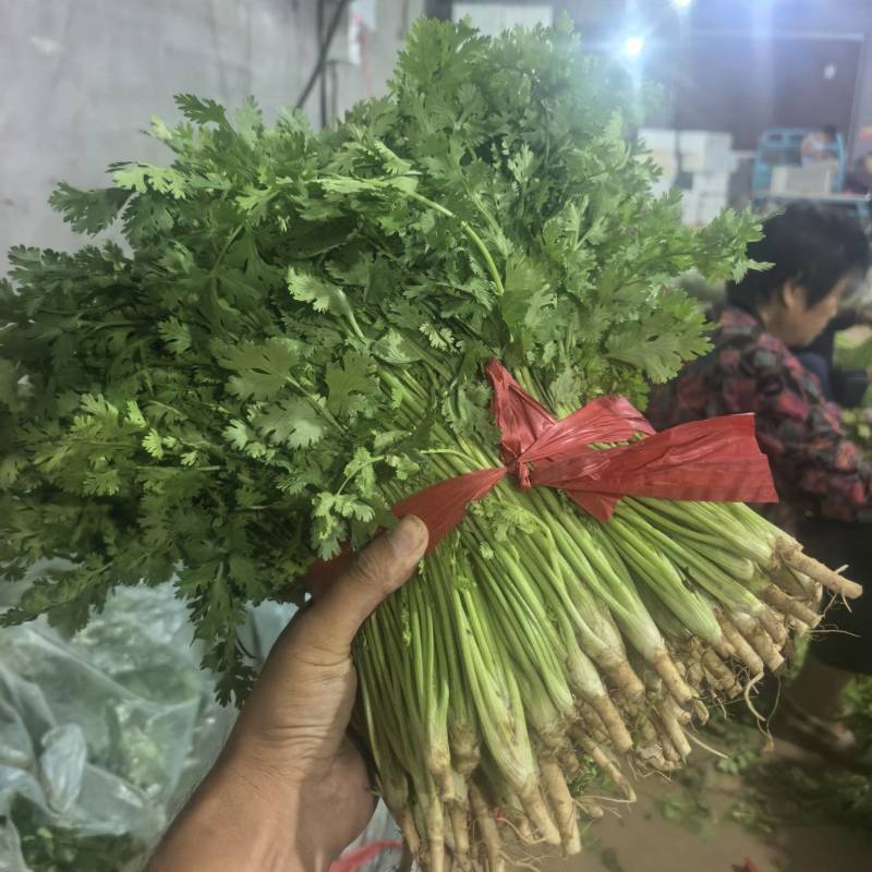 精品香菜山东产地直供源头农产品铁杆大叶
